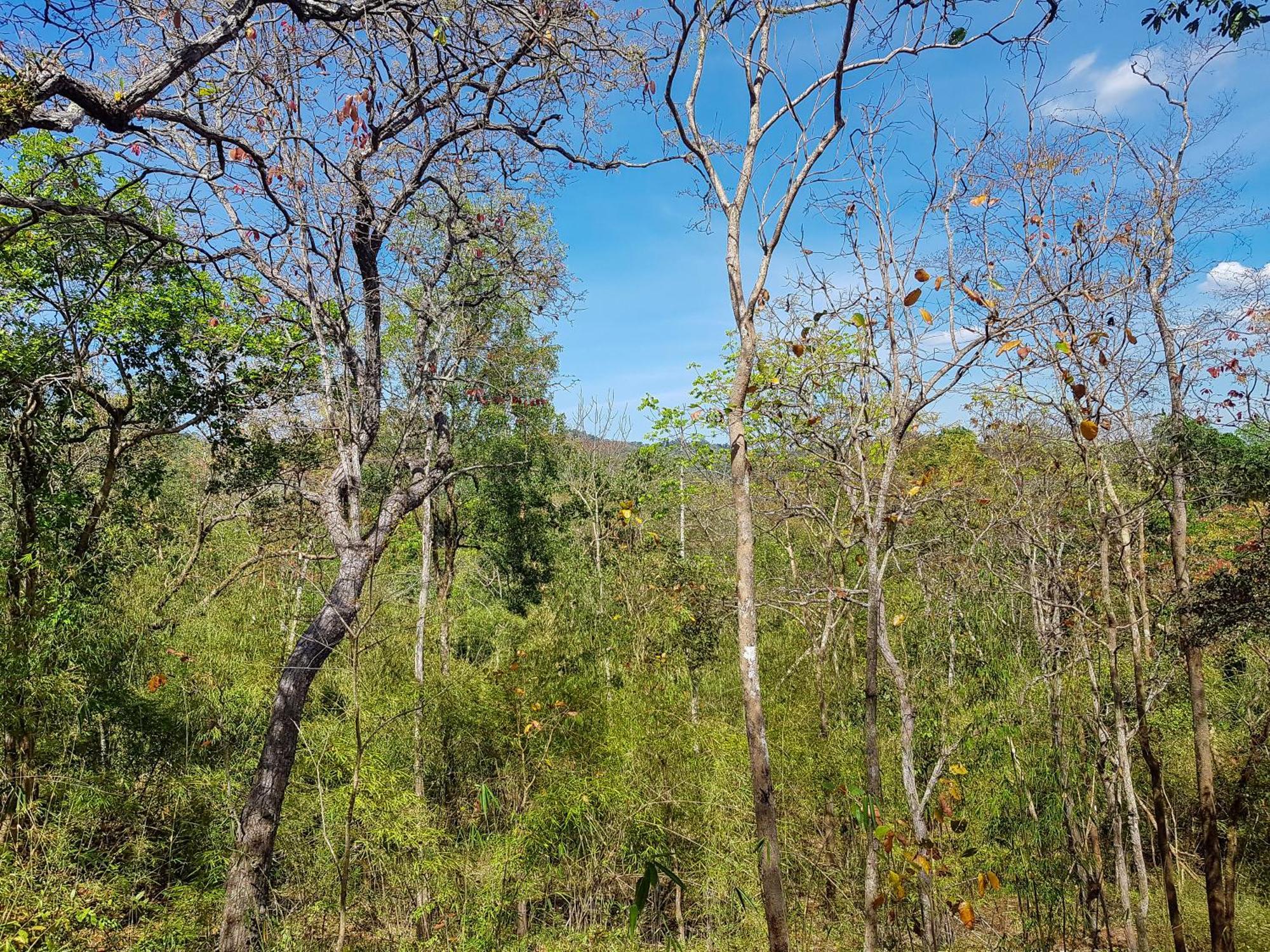 Ratanakiri Homestay & Jungle Trek Banlung Dış mekan fotoğraf